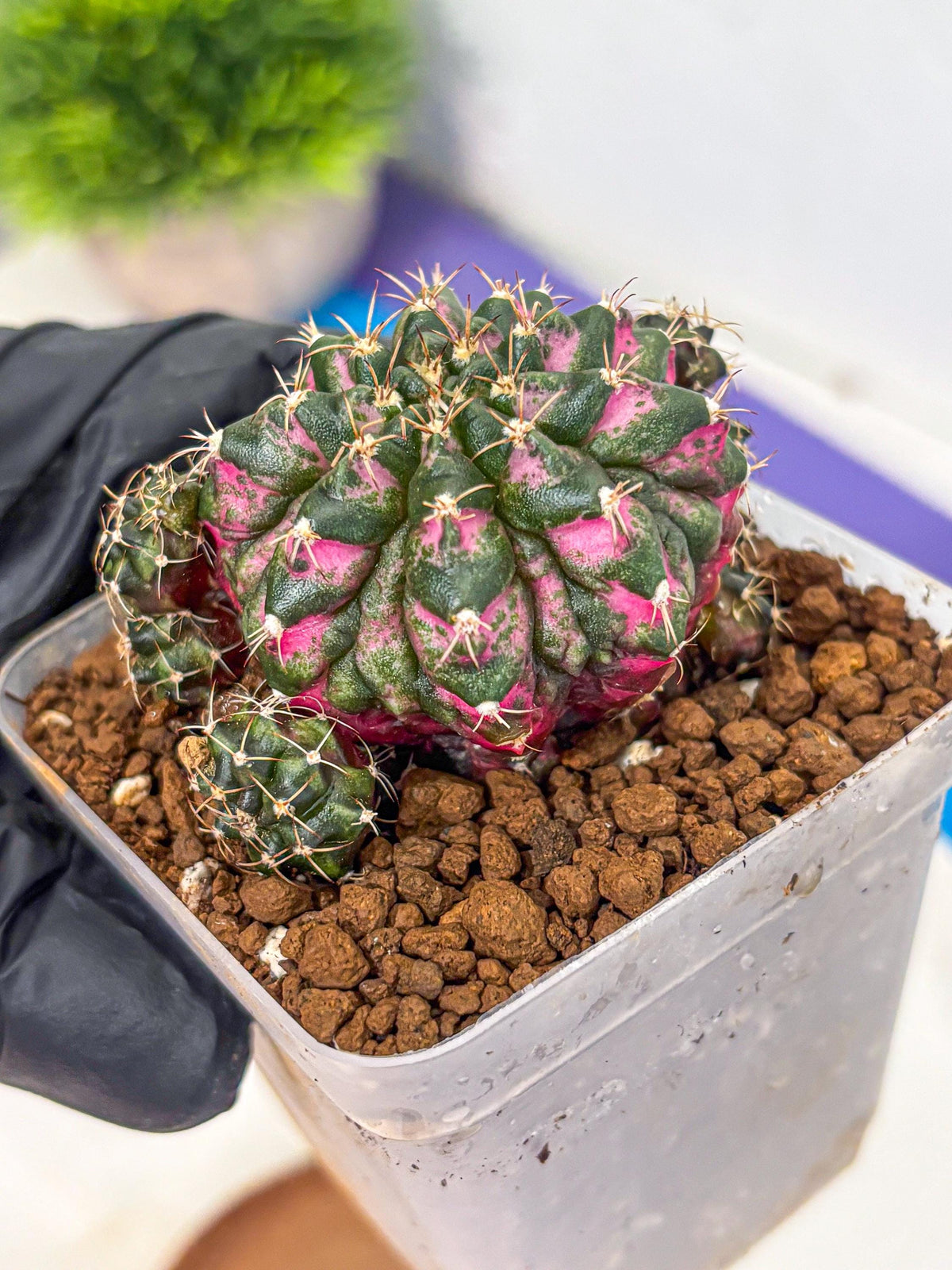 Gymnocalycium Larissa (gy18) (4) | Collector’s Edition