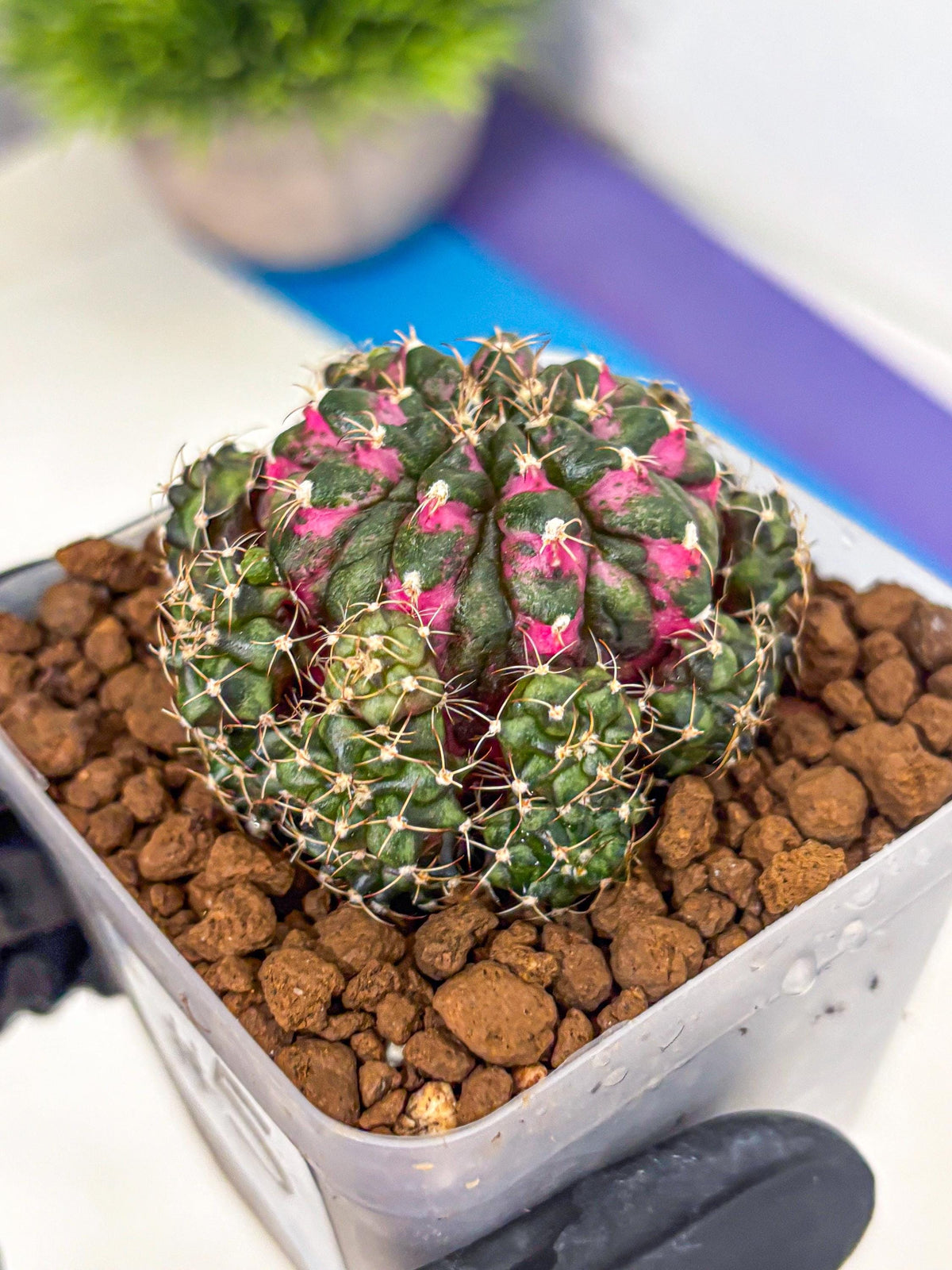 Gymnocalycium Larissa (gy18) (5) | Collector’s Edition