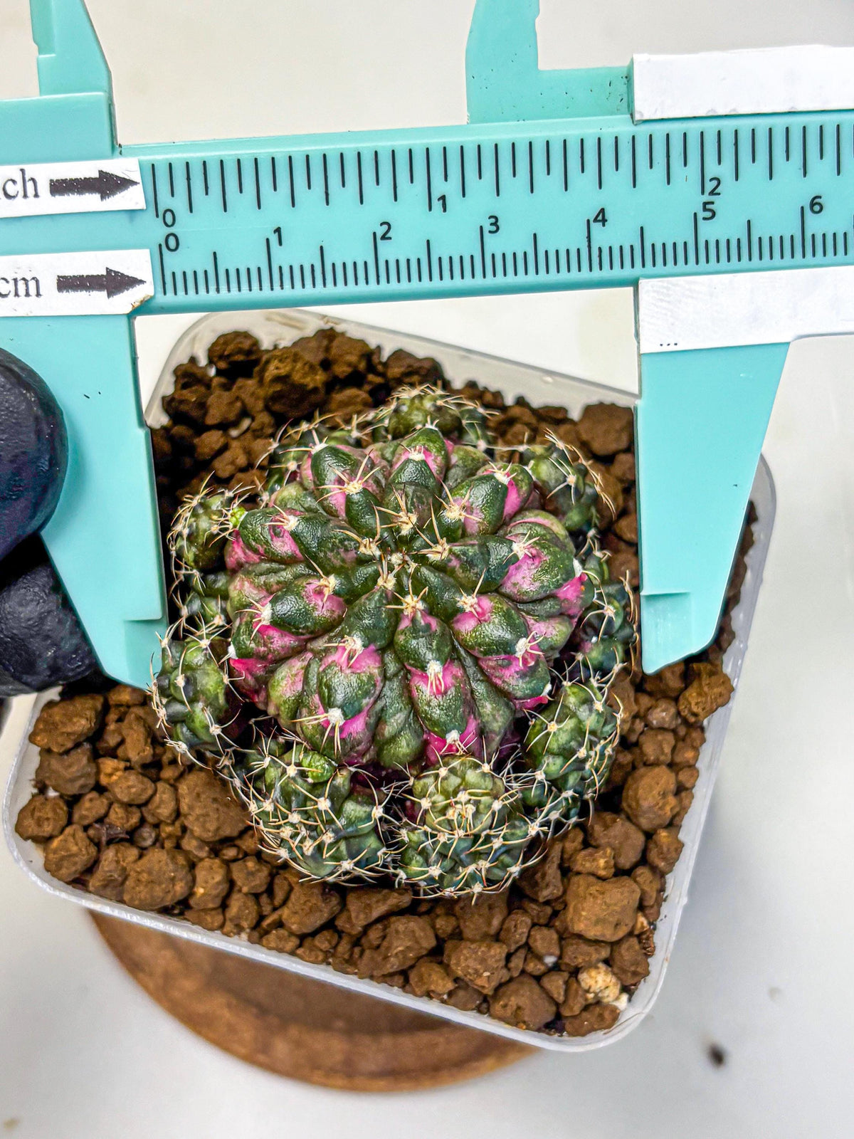 Gymnocalycium Larissa (gy18) (5) | Collector’s Edition