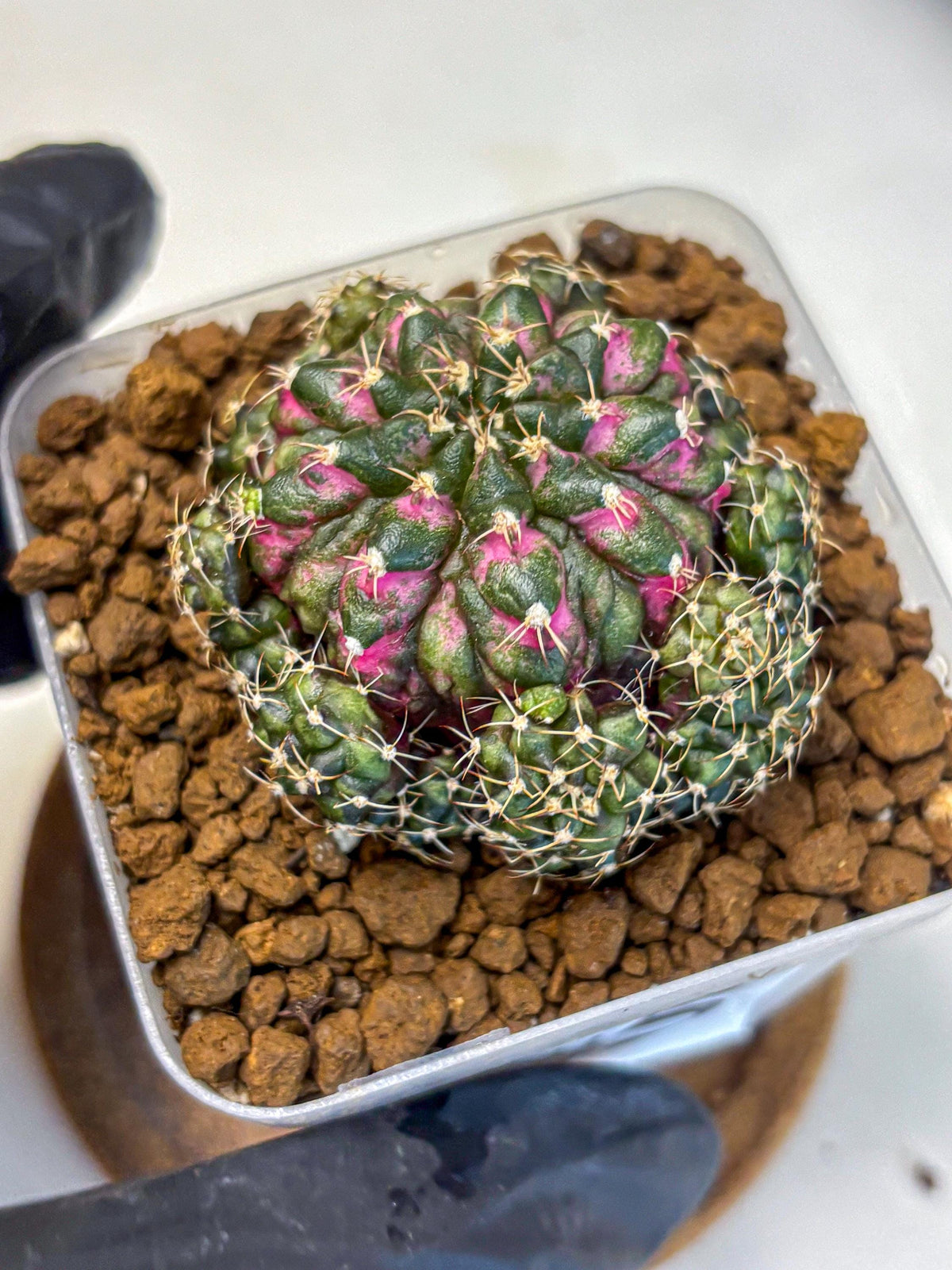 Gymnocalycium Larissa (gy18) (5) | Collector’s Edition