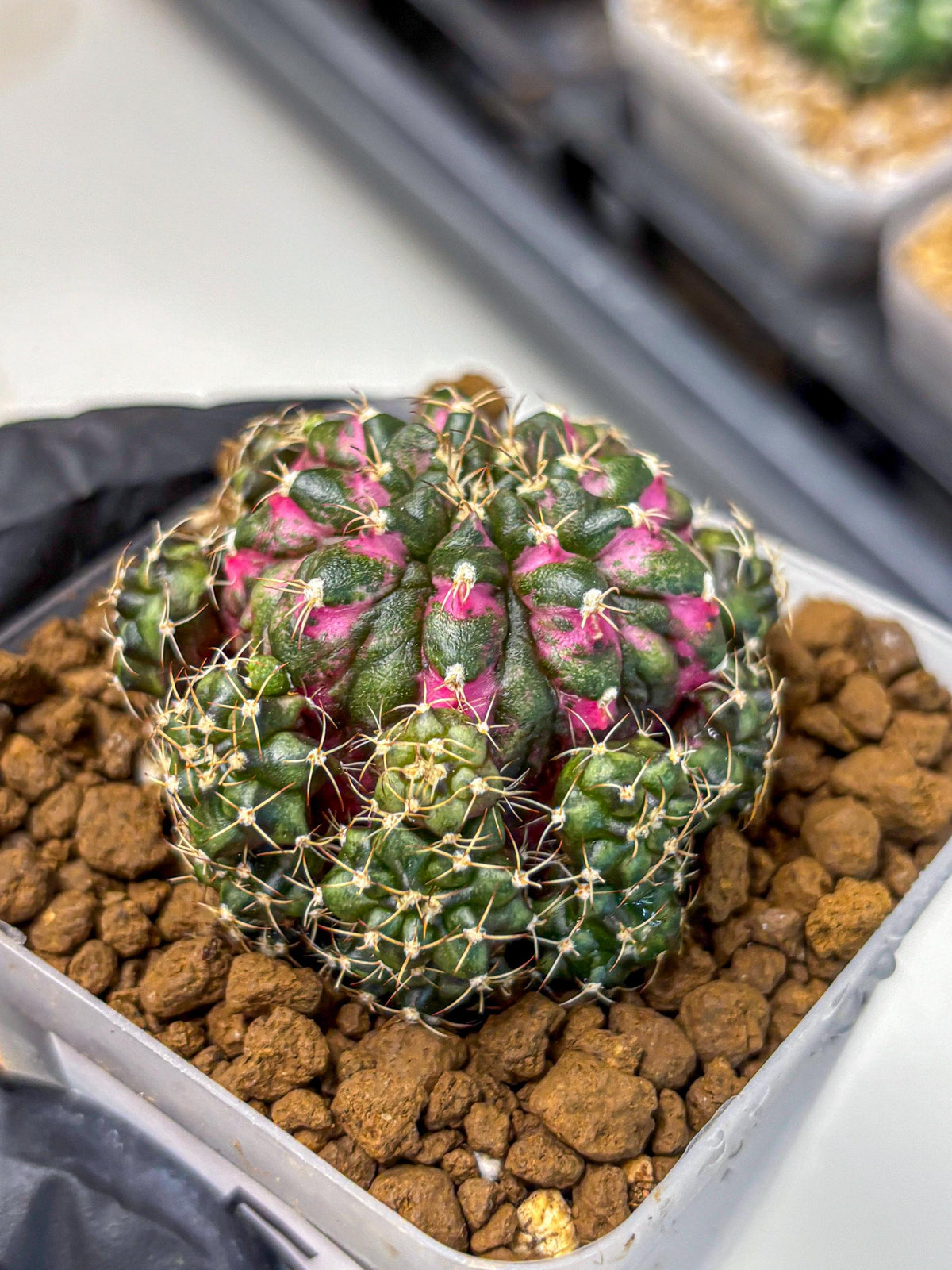 Gymnocalycium Larissa (gy18) (5) | Collector’s Edition