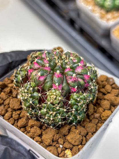 Gymnocalycium Larissa (gy18) (5) | Collector’s Edition