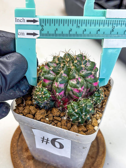Gymnocalycium Larissa (gy18) (6) | Collector’s Edition