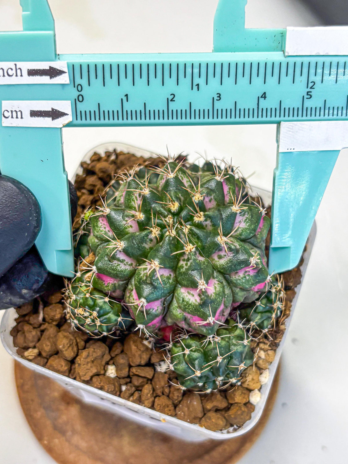Gymnocalycium Larissa (gy18) (6) | Collector’s Edition