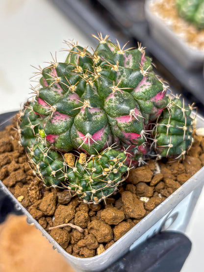 Gymnocalycium Larissa (gy18) (6) | Collector’s Edition