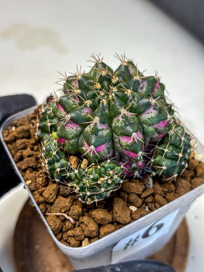 Gymnocalycium Larissa (gy18) (6) | Collector’s Edition