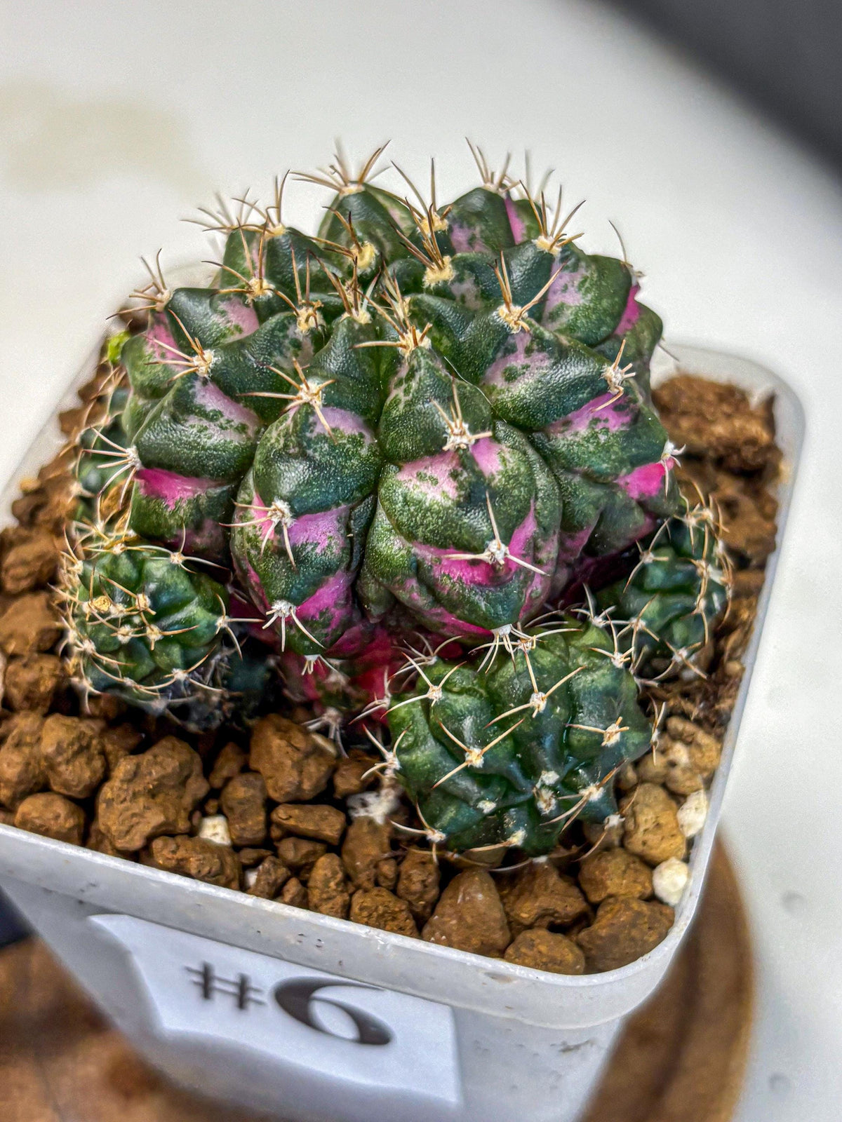 Gymnocalycium Larissa (gy18) (6) | Collector’s Edition