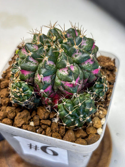 Gymnocalycium Larissa (gy18) (6) | Collector’s Edition