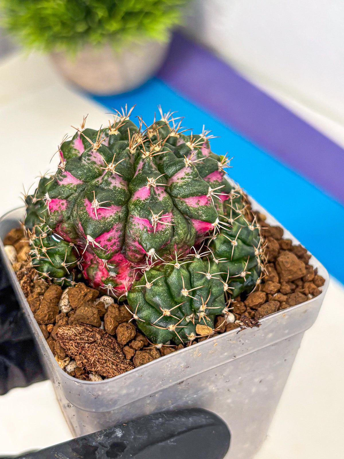 Gymnocalycium Larissa (gy18) (6) | Collector’s Edition