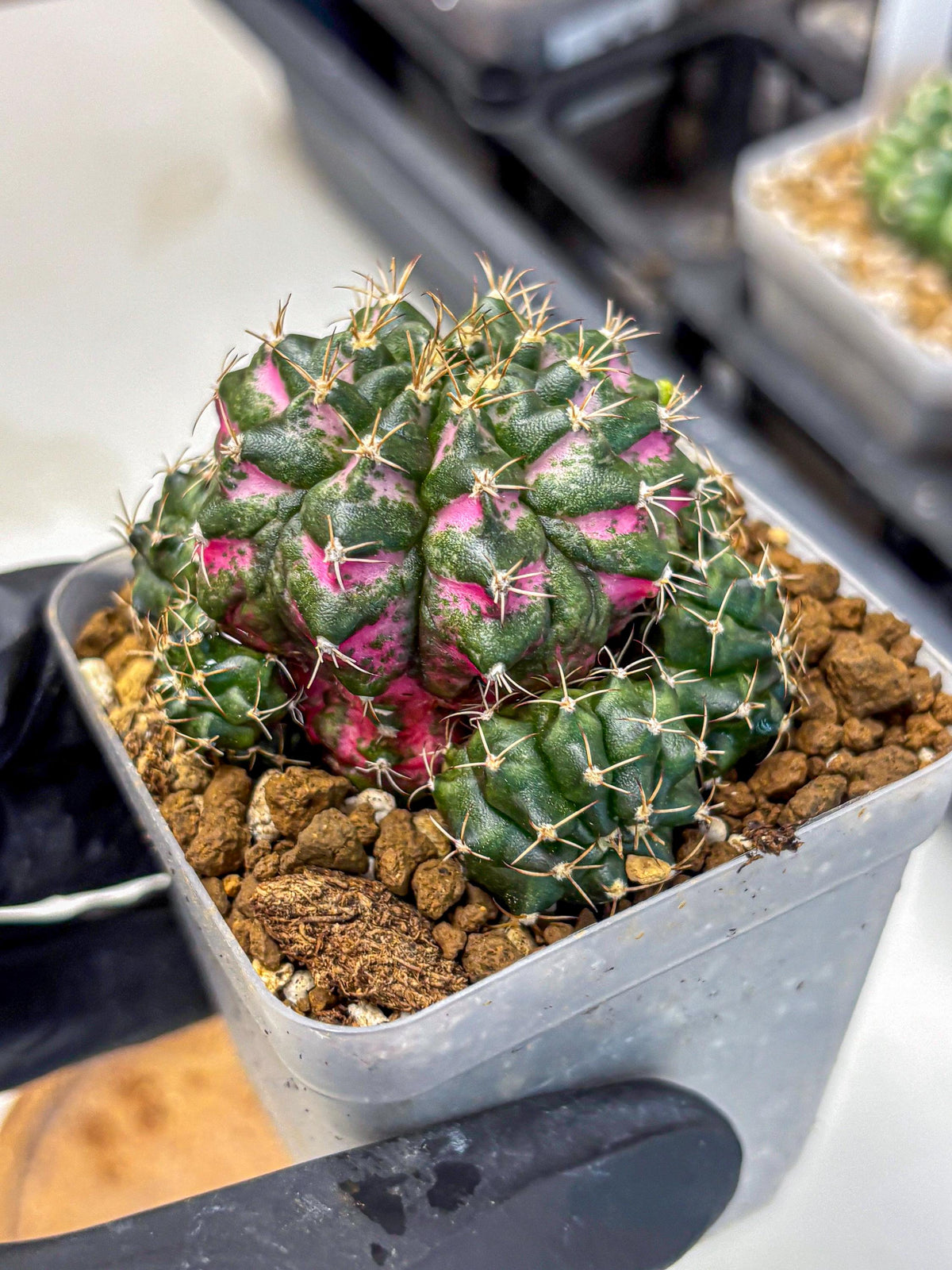 Gymnocalycium Larissa (gy18) (6) | Collector’s Edition
