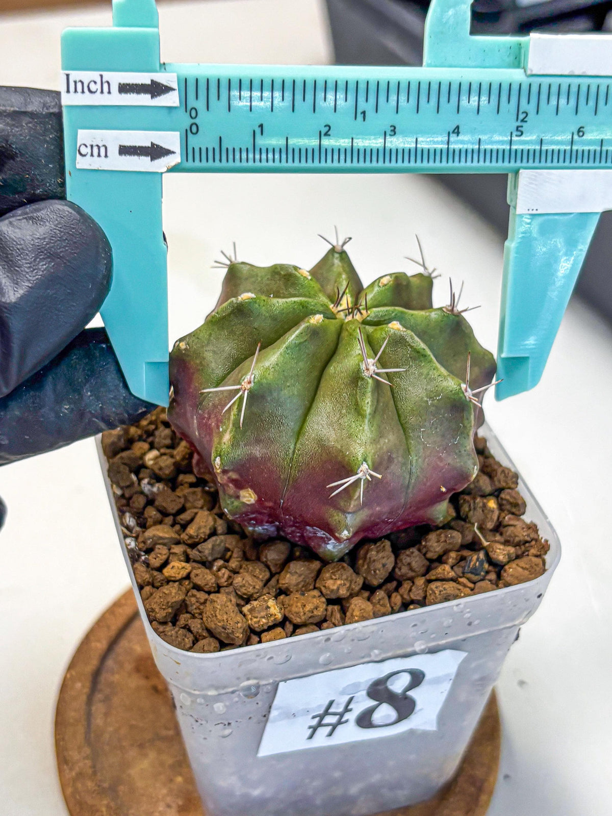 Gymnocalycium Siamese Grape (gy18) (8) | Collectable Plant