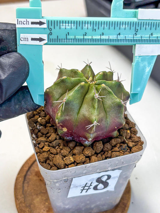 Gymnocalycium Siamese Grape (gy18) (8) | Collectable Plant