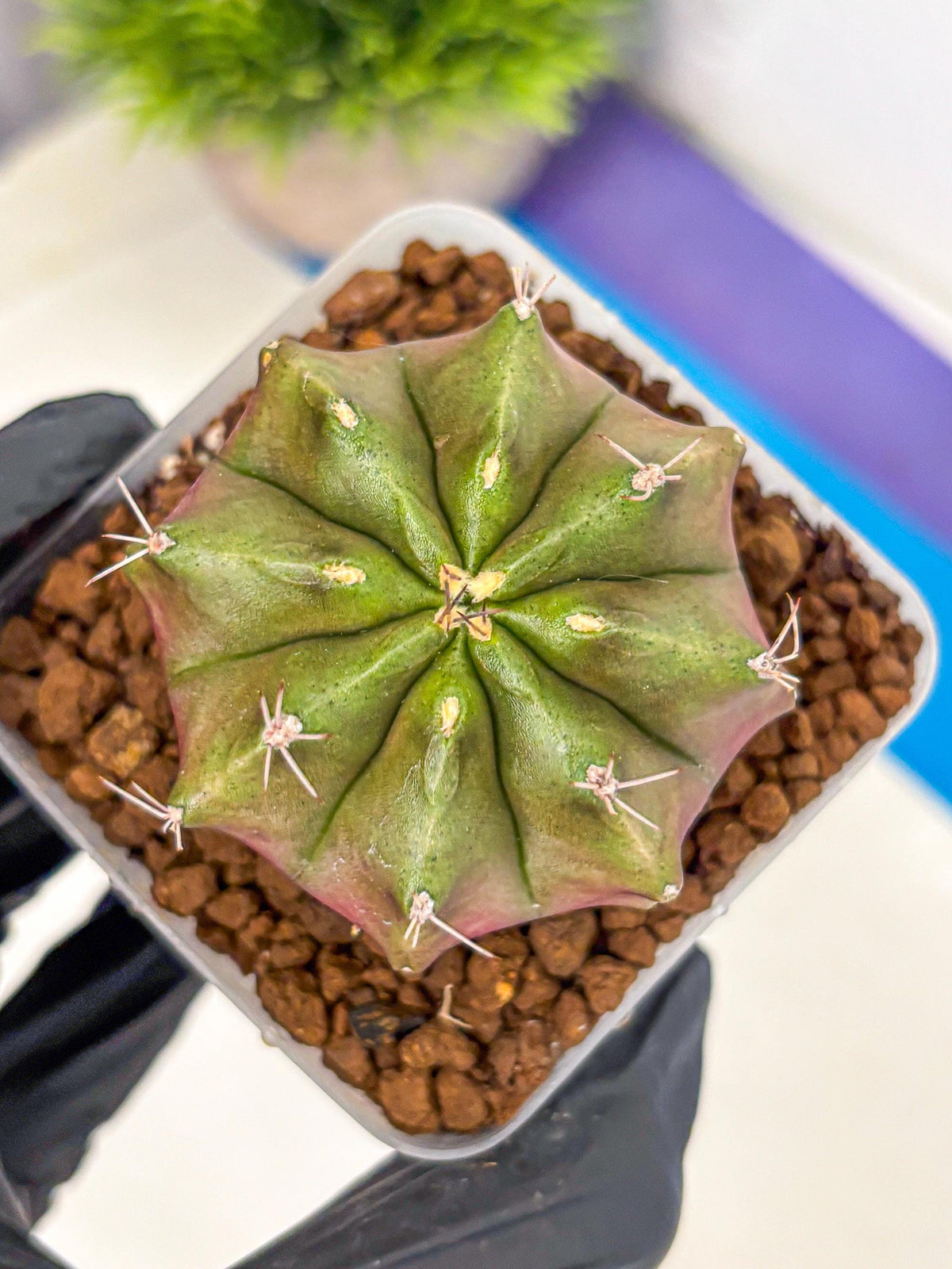 Gymnocalycium Siamese Grape (gy18) (8) | Collectable Plant