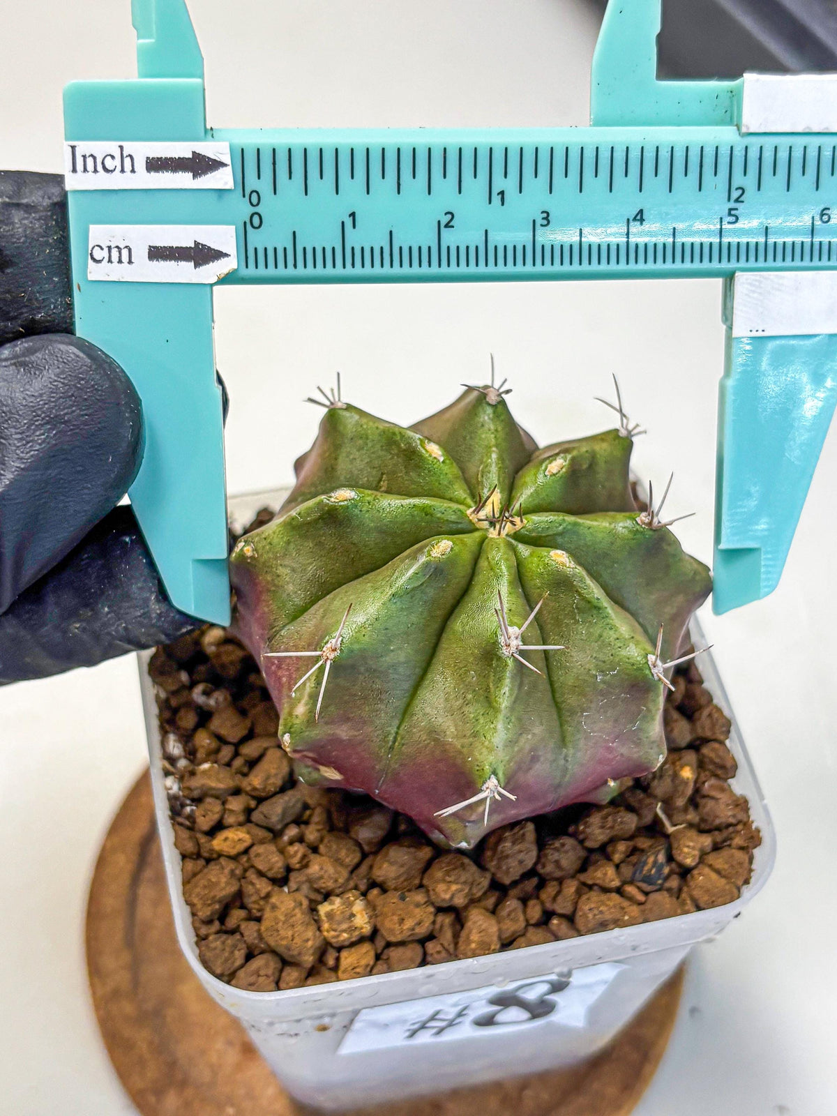 Gymnocalycium Siamese Grape (gy18) (8) | Collectable Plant
