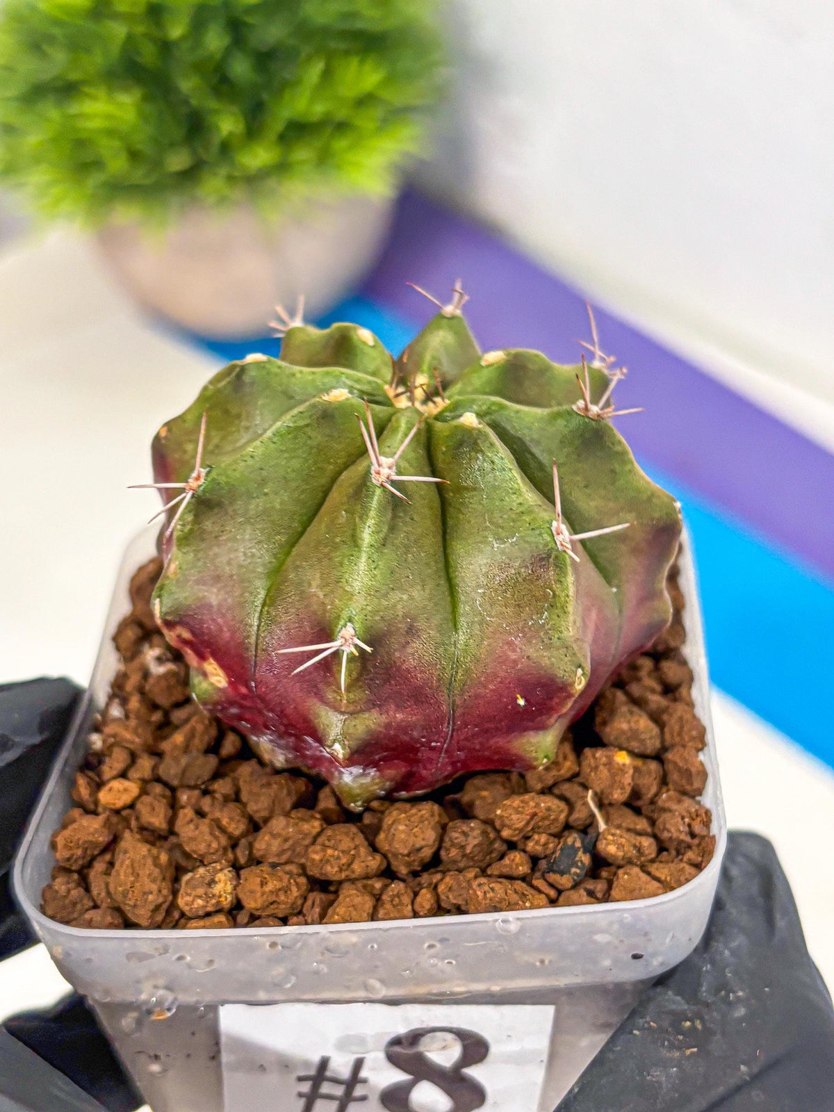 Gymnocalycium Siamese Grape (gy18) (8) | Collectable Plant