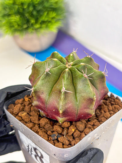 Gymnocalycium Siamese Grape (gy18) (8) | Collectable Plant