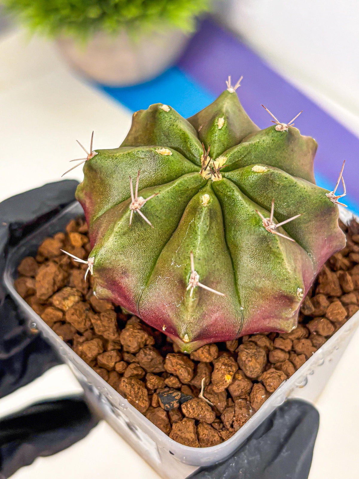 Gymnocalycium Siamese Grape (gy18) (8) | Collectable Plant