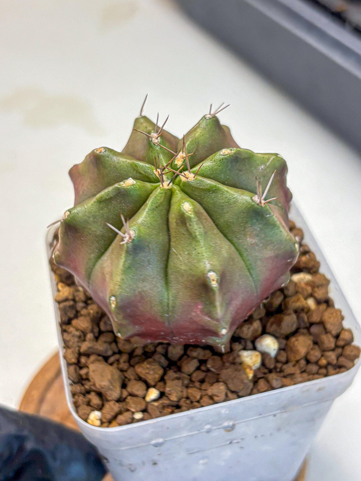 Gymnocalycium Siamese Grape (gy18) (9) | Collectable Plant