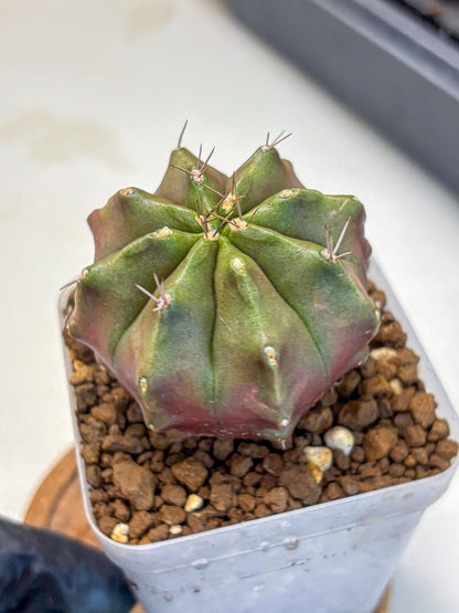 Gymnocalycium Siamese Grape (gy18) (9) | Collectable Plant