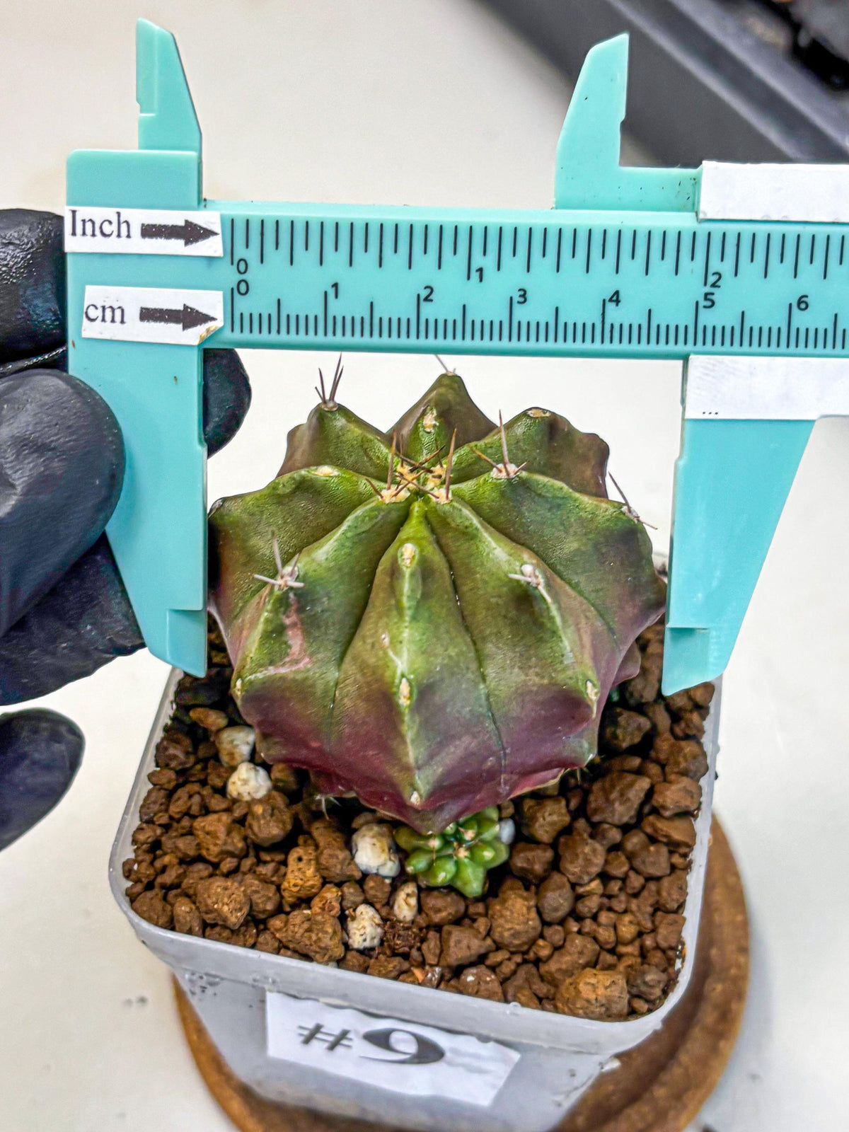 Gymnocalycium Siamese Grape (gy18) (9) | Collectable Plant