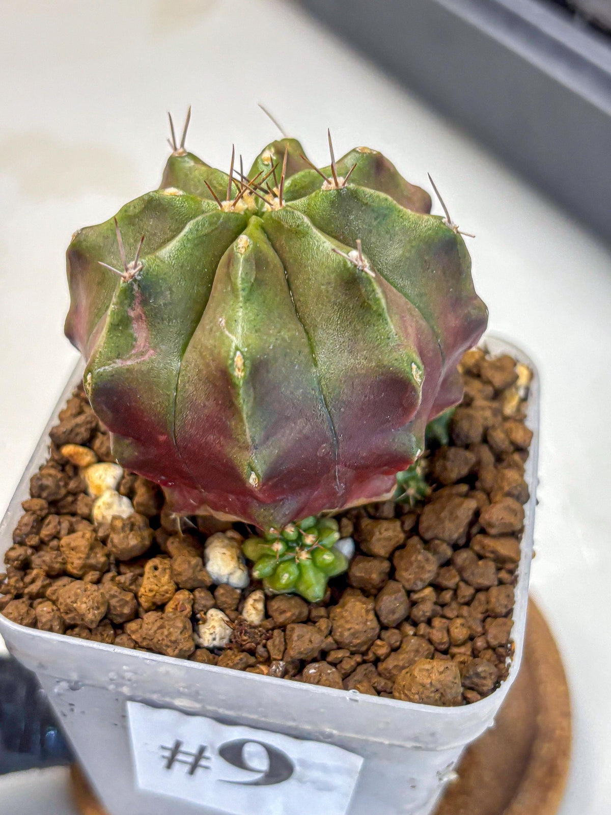 Gymnocalycium Siamese Grape (gy18) (9) | Collectable Plant
