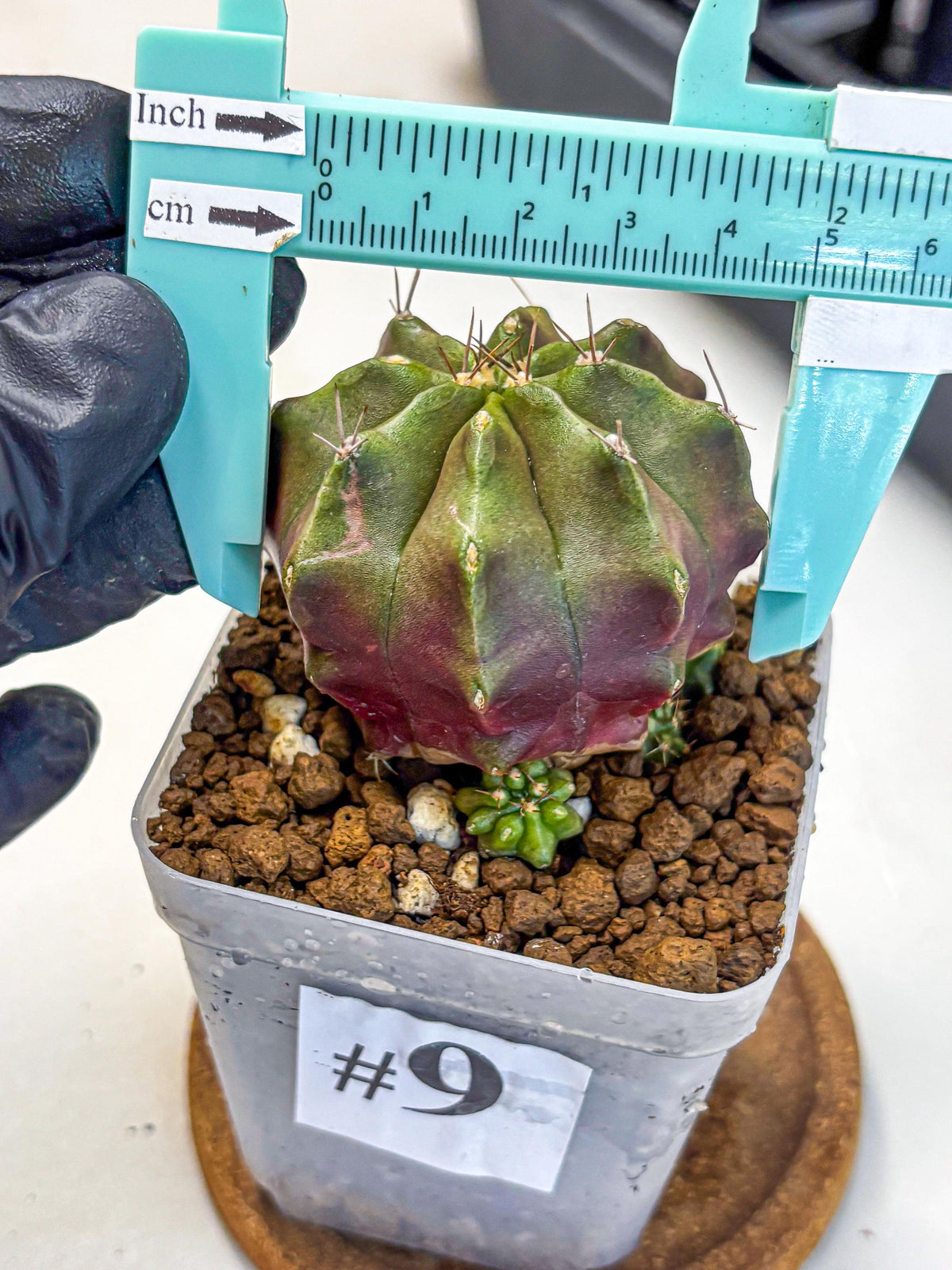 Gymnocalycium Siamese Grape (gy18) (9) | Collectable Plant