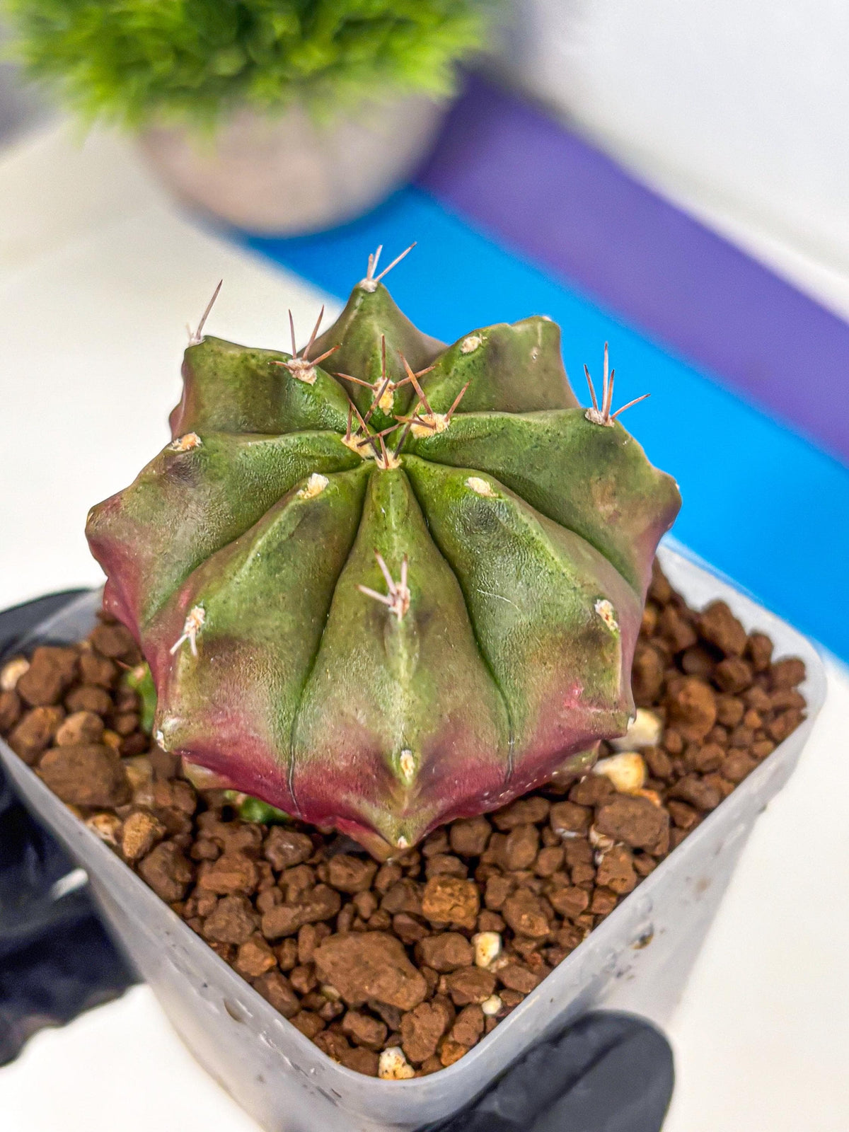 Gymnocalycium Siamese Grape (gy18) (9) | Collectable Plant
