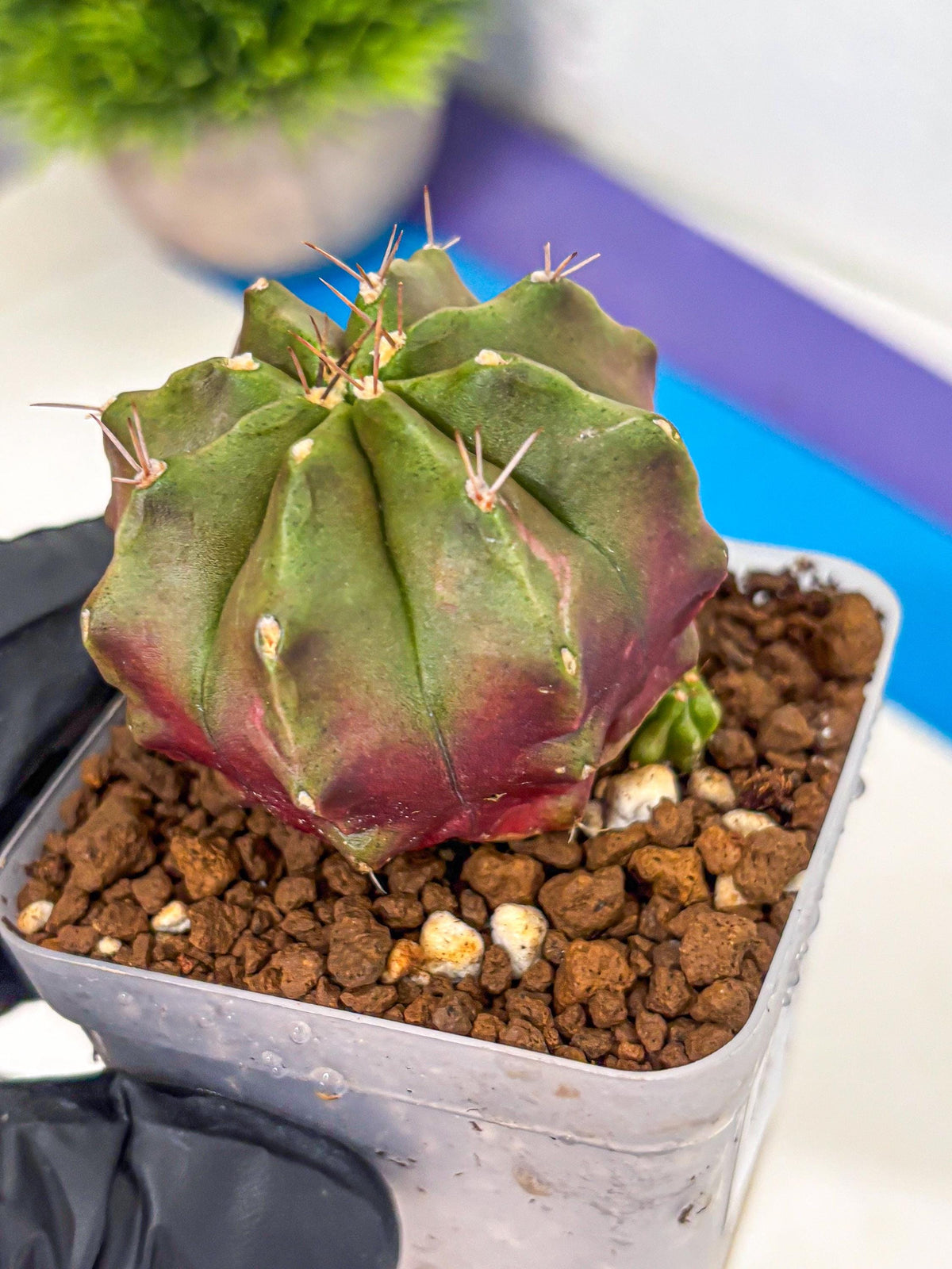 Gymnocalycium Siamese Grape (gy18) (9) | Collectable Plant