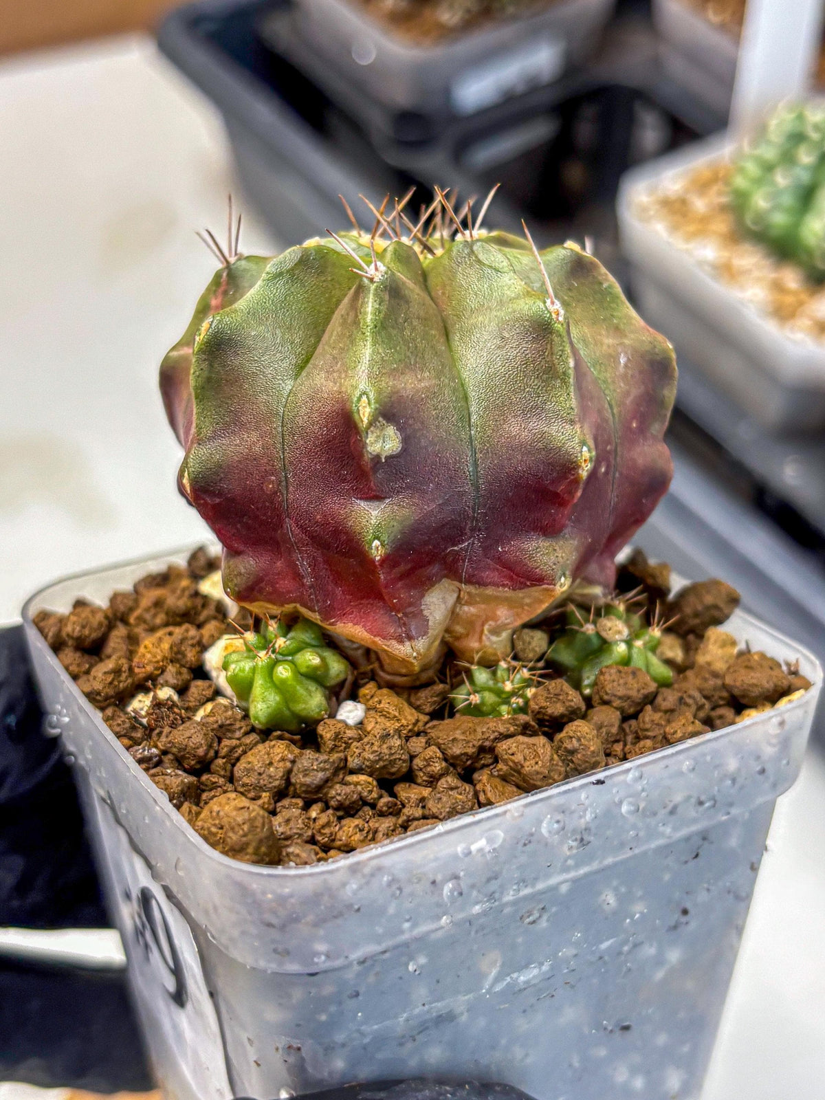 Gymnocalycium Siamese Grape (gy18) (9) | Collectable Plant