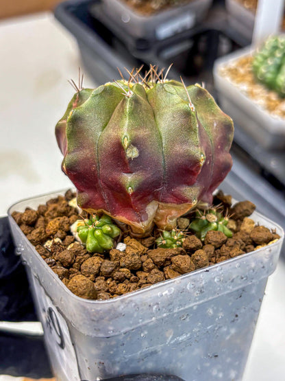 Gymnocalycium Siamese Grape (gy18) (9) | Collectable Plant