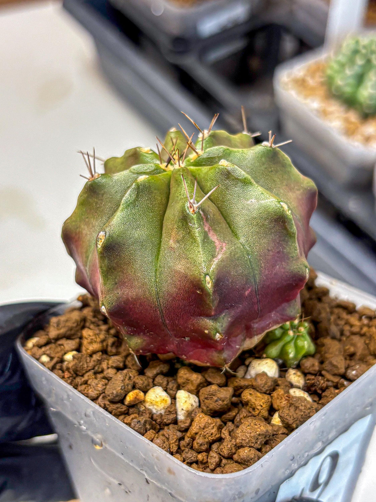 Gymnocalycium Siamese Grape (gy18) (9) | Collectable Plant