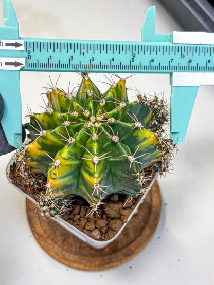 Gymnocalycium Caramel (gy18) (11) | Collector’s Edition