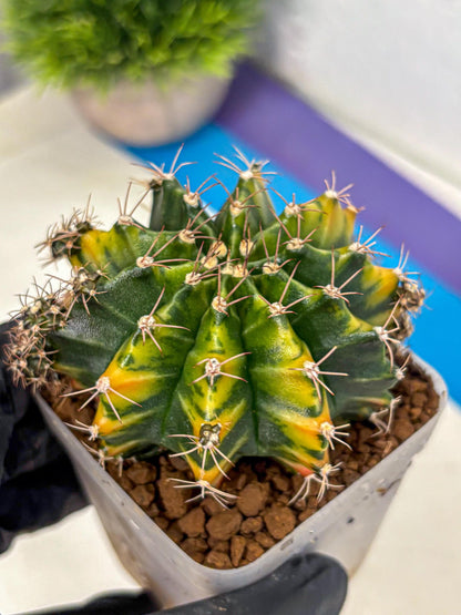 Gymnocalycium Caramel (gy18) (11) | Collector’s Edition