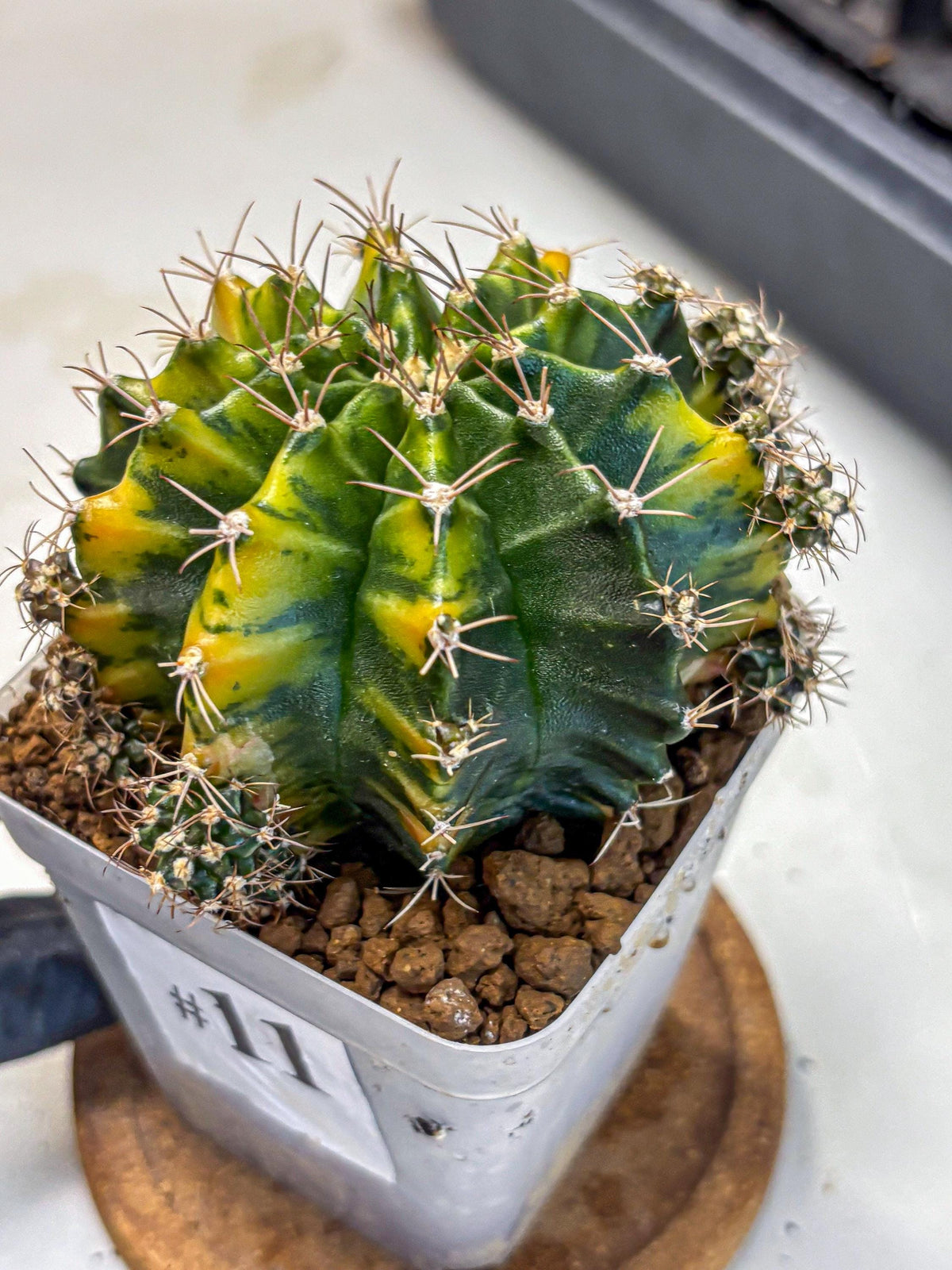Gymnocalycium Caramel (gy18) (11) | Collector’s Edition