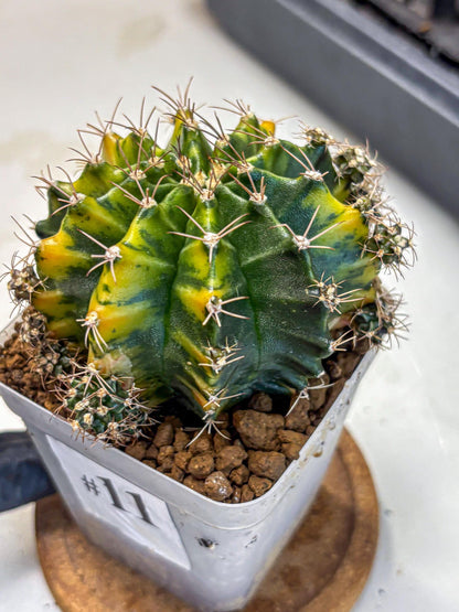 Gymnocalycium Caramel (gy18) (11) | Collector’s Edition