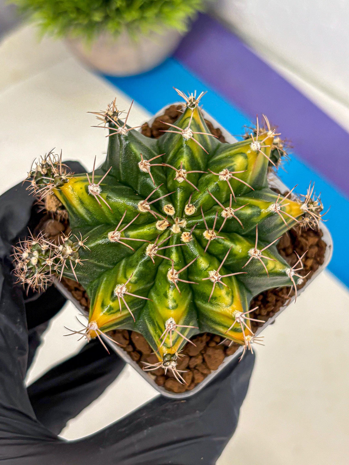 Gymnocalycium Caramel (gy18) (11) | Collector’s Edition