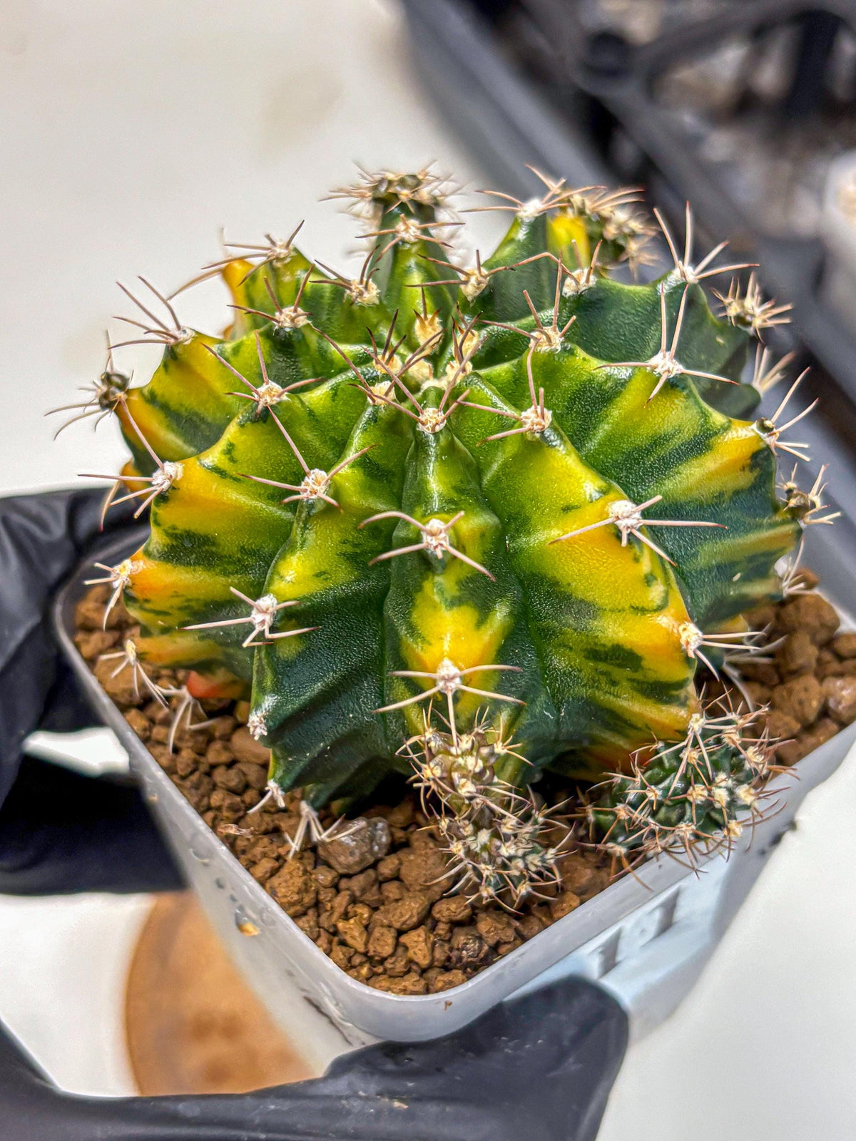 Gymnocalycium Caramel (gy18) (11) | Collector’s Edition