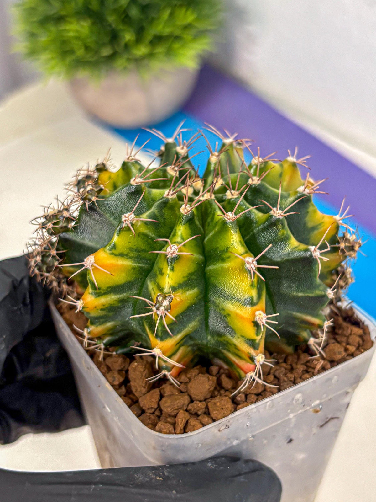 Gymnocalycium Caramel (gy18) (11) | Collector’s Edition