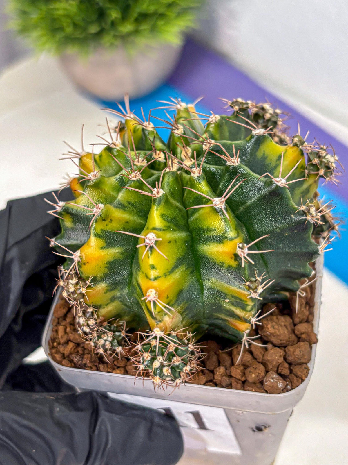 Gymnocalycium Caramel (gy18) (11) | Collector’s Edition