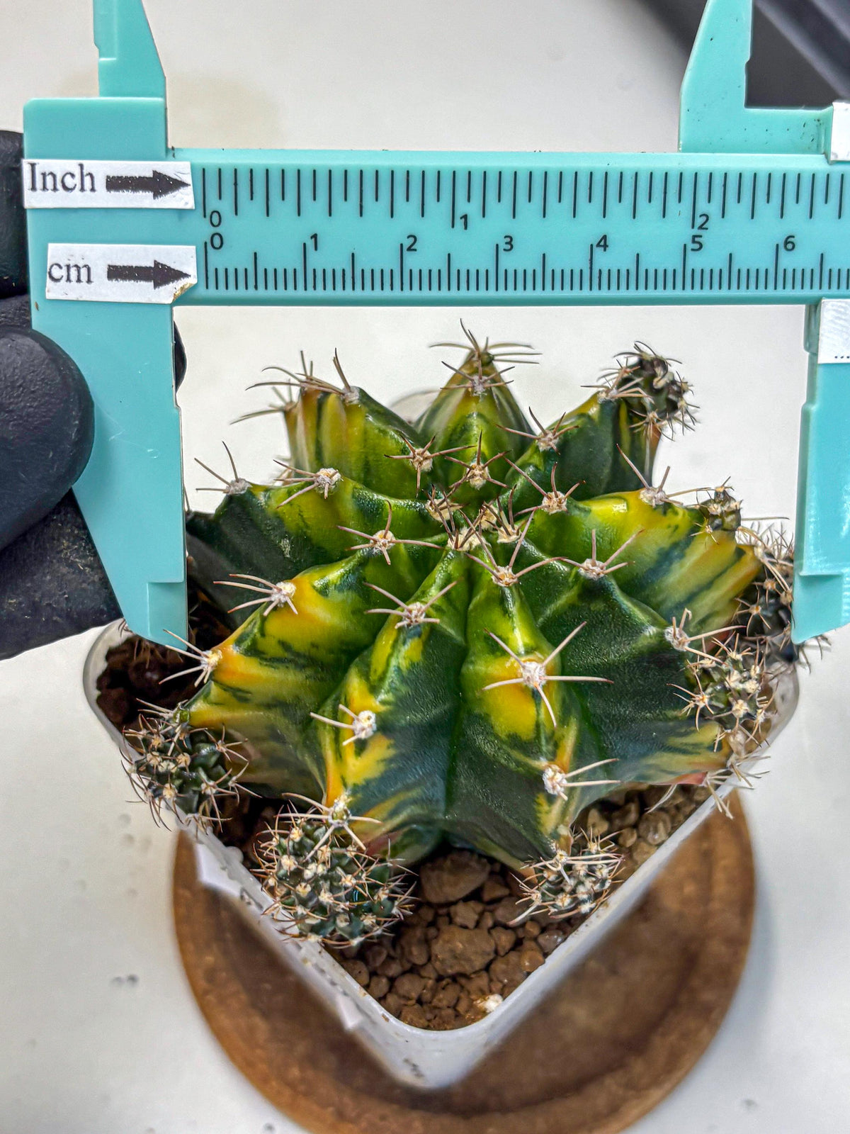 Gymnocalycium Caramel (gy18) (12) | Collector’s Edition