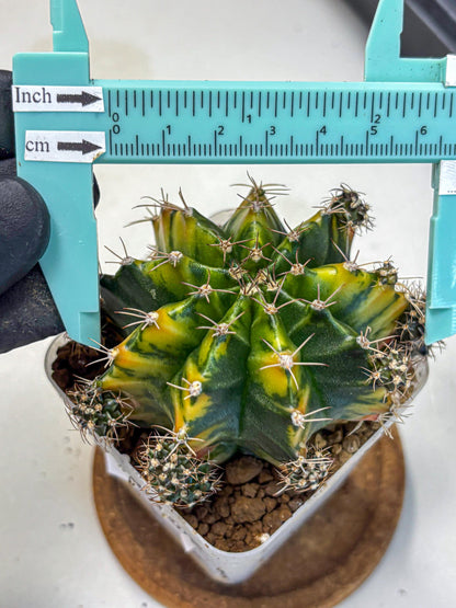 Gymnocalycium Caramel (gy18) (12) | Collector’s Edition