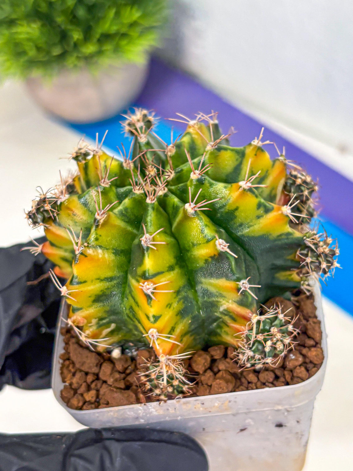 Gymnocalycium Caramel (gy18) (12) | Collector’s Edition
