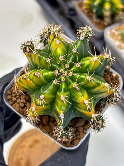 Gymnocalycium Caramel (gy18) (12) | Collector’s Edition