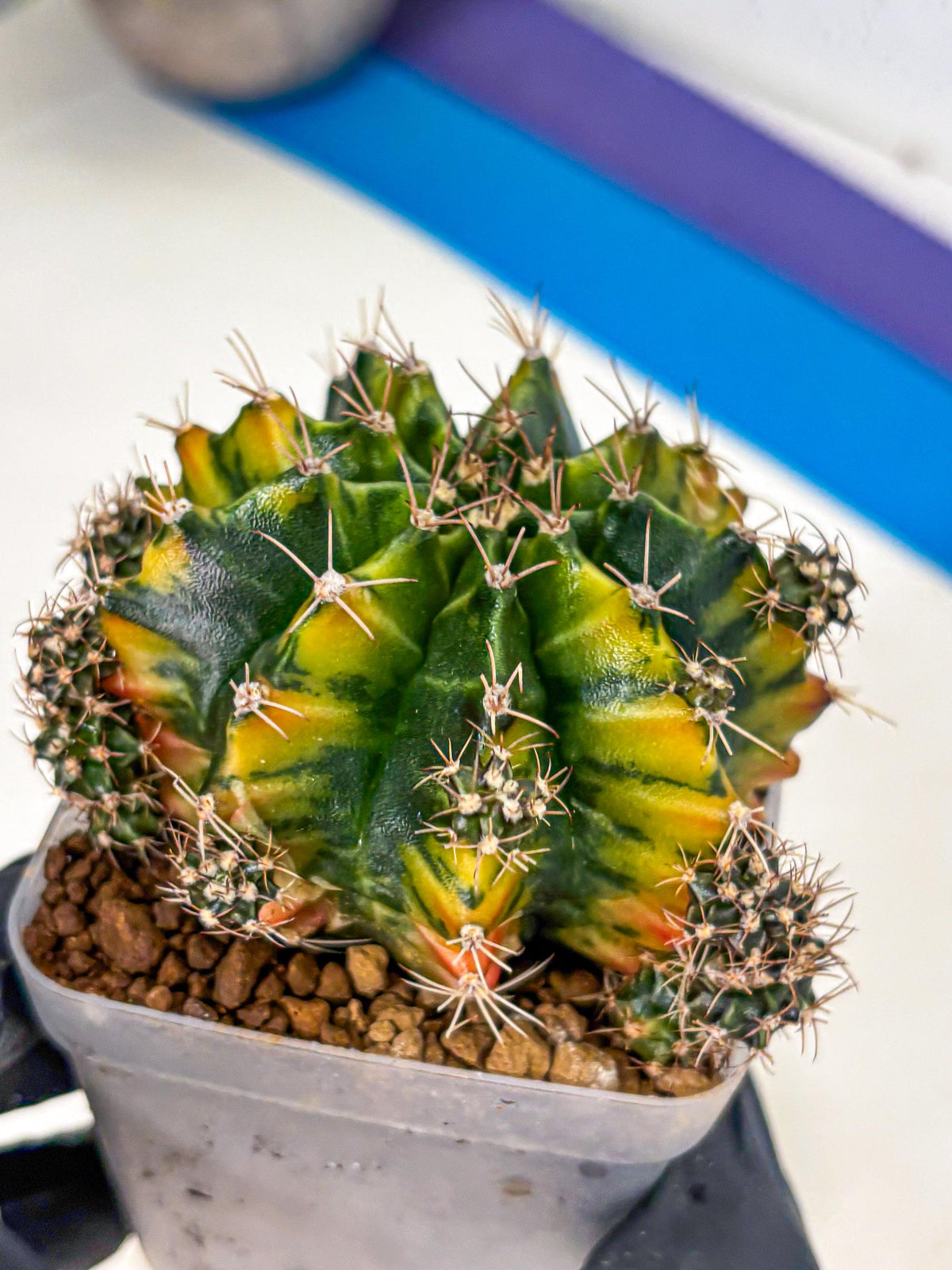 Gymnocalycium Caramel (gy18) (12) | Collector’s Edition