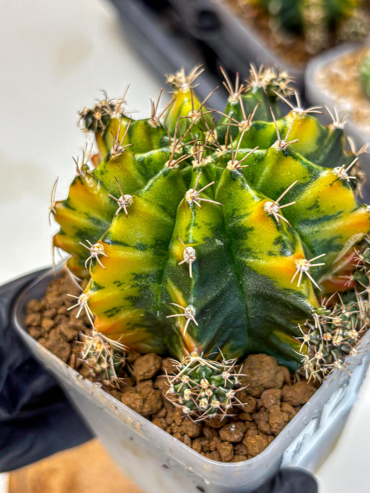 Gymnocalycium Caramel (gy18) (12) | Collector’s Edition