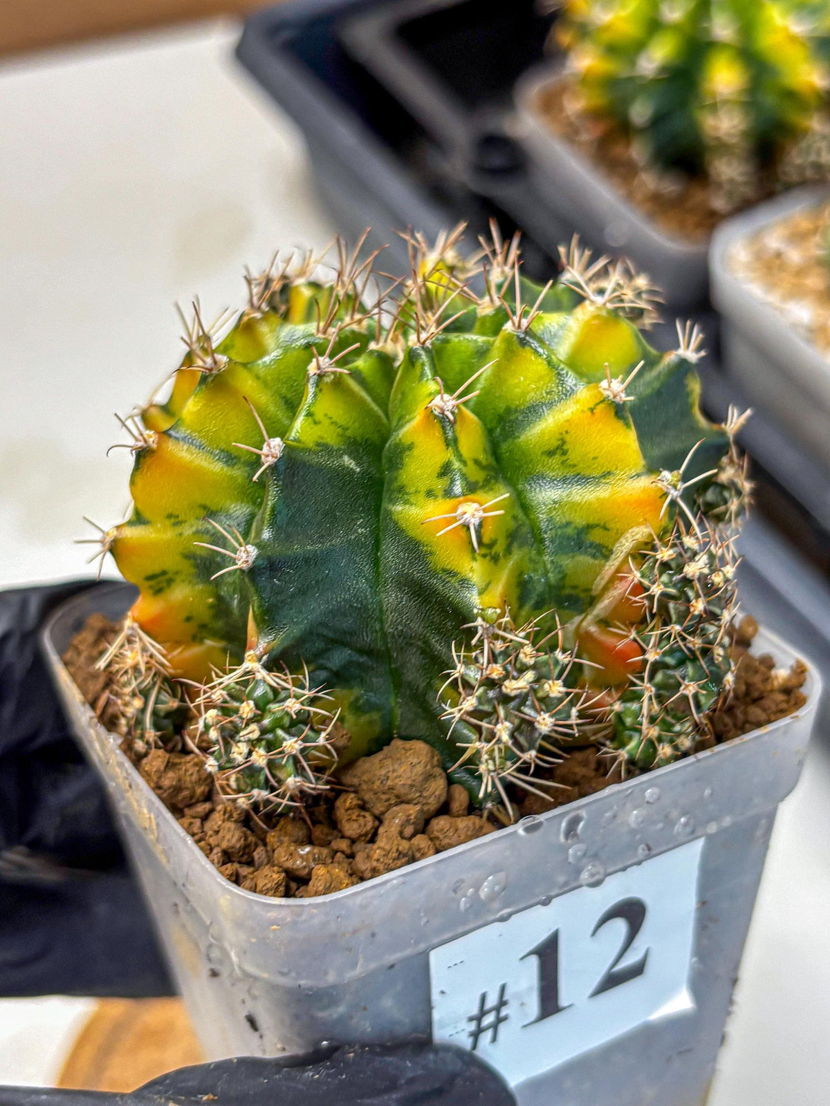 Gymnocalycium Caramel (gy18) (12) | Collector’s Edition