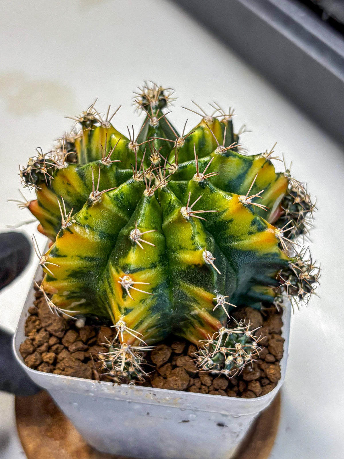 Gymnocalycium Caramel (gy18) (12) | Collector’s Edition