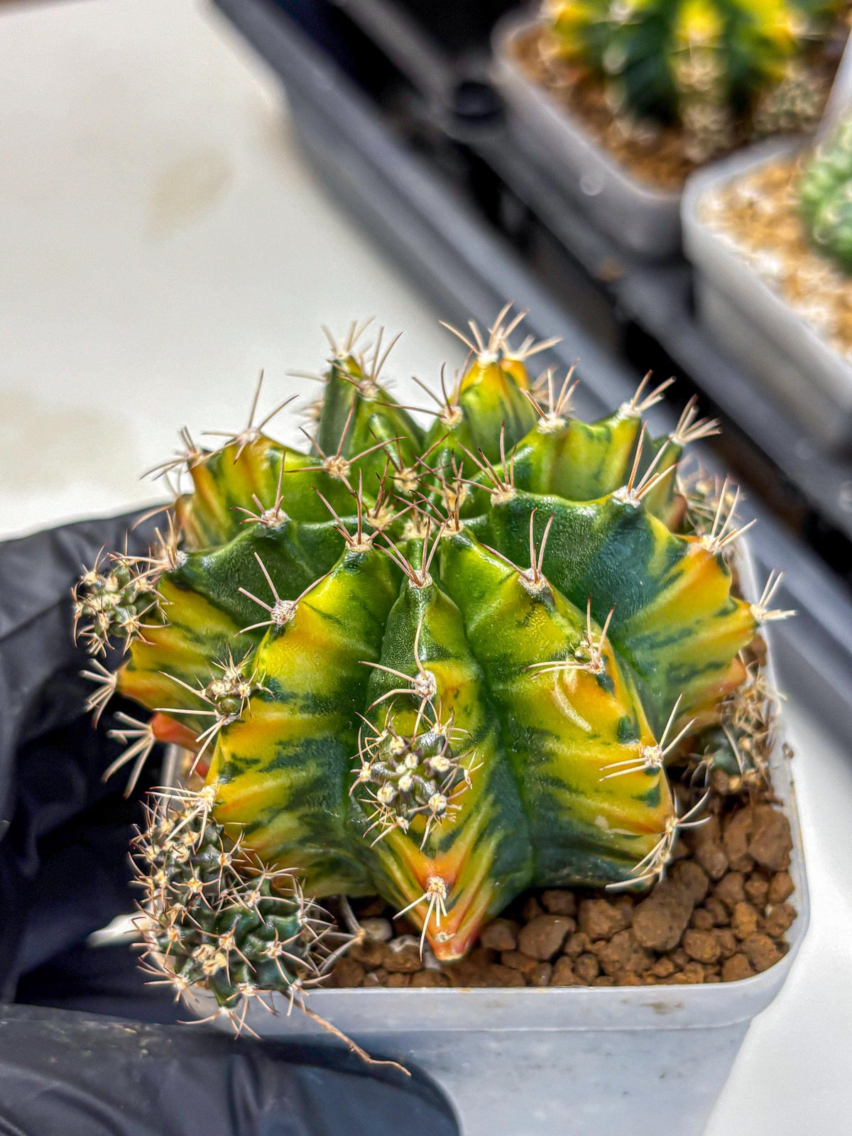 Gymnocalycium Caramel (gy18) (12) | Collector’s Edition