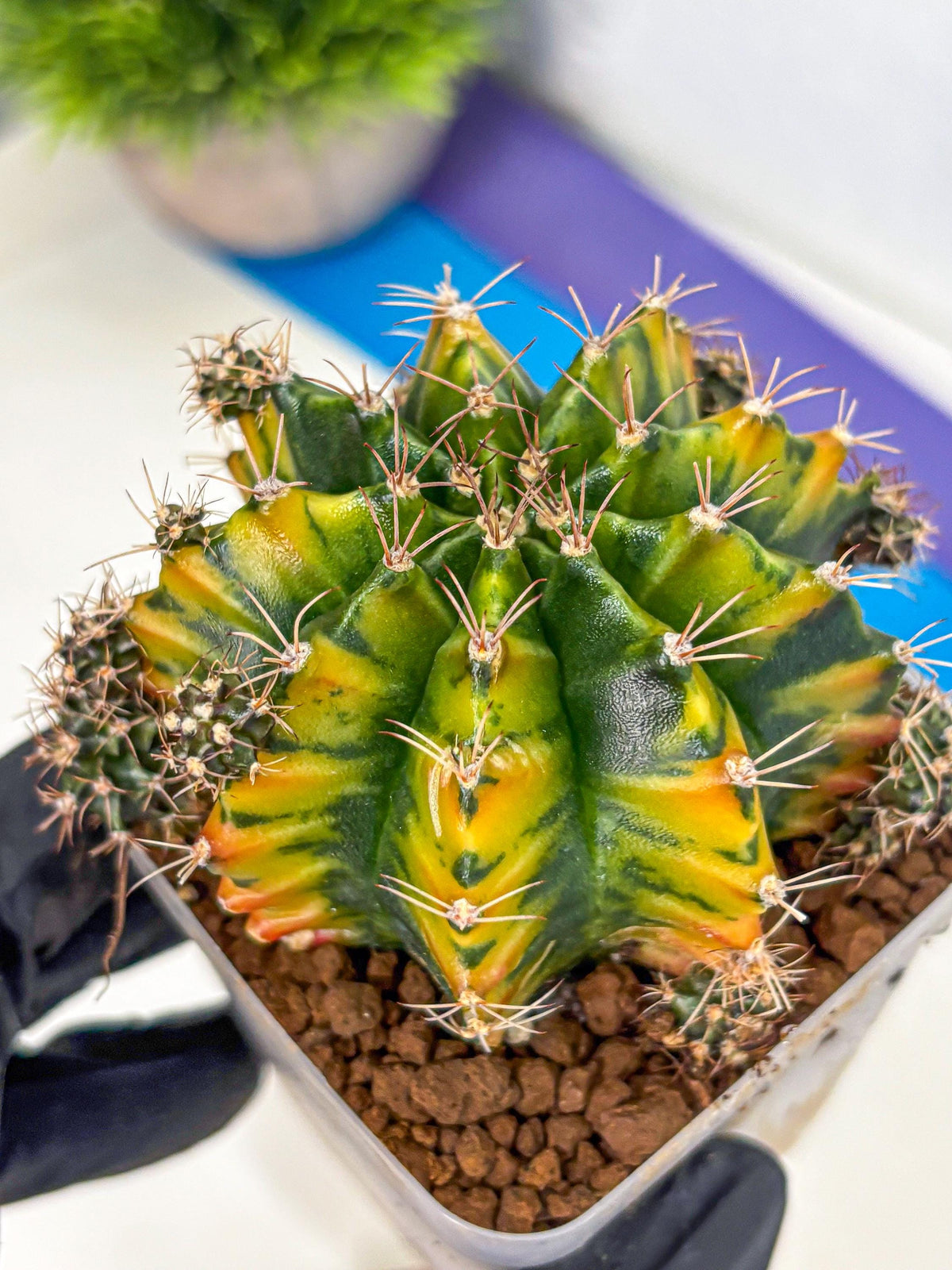 Gymnocalycium Caramel (gy18) (12) | Collector’s Edition