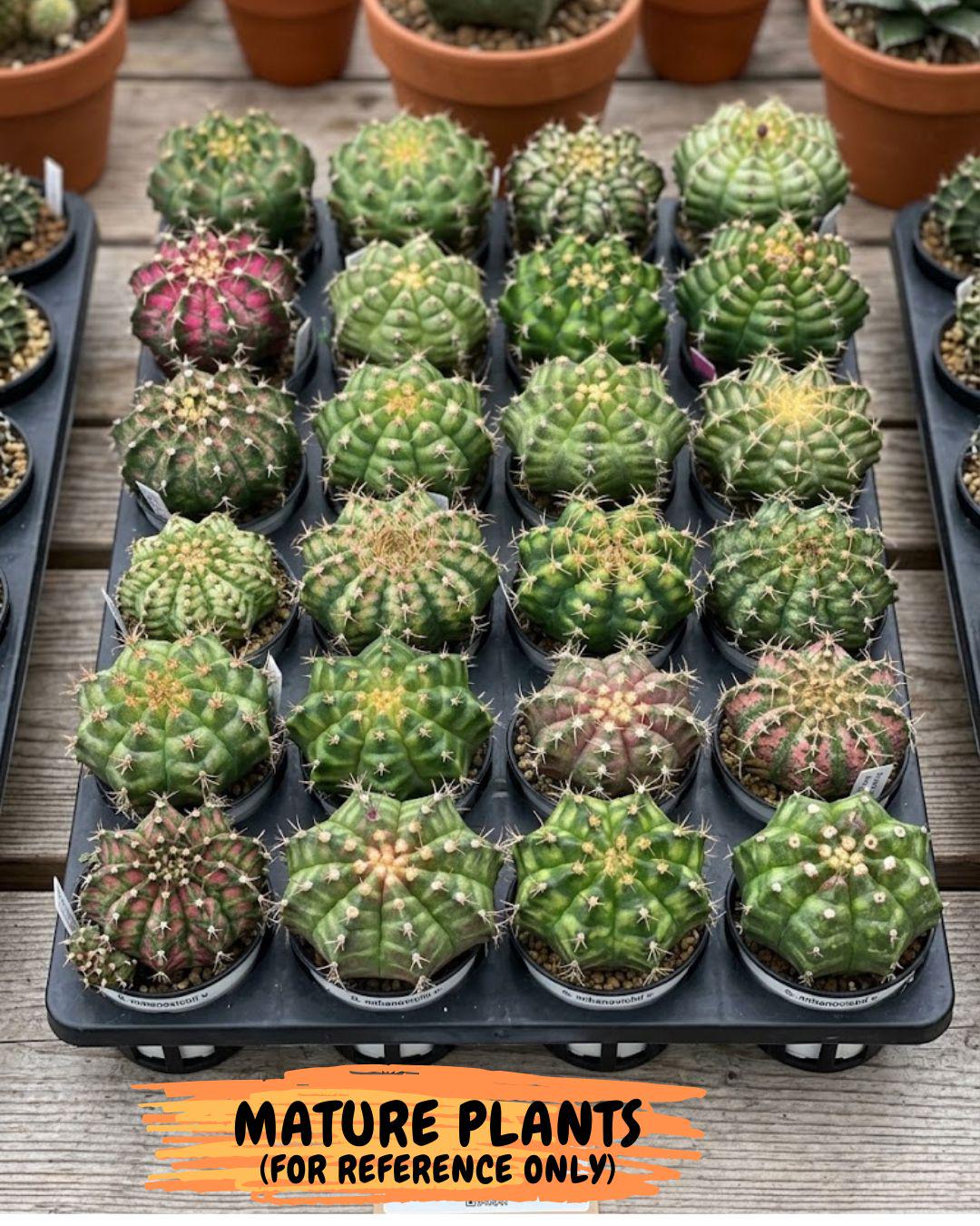 Gymnocalycium T-Lux Neon (gy14) (8) | Collector’s Edition